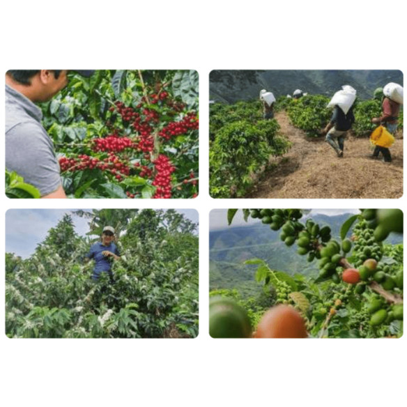 Monteblanco Caturra ‘Passionfruit’ – Colombia 125g