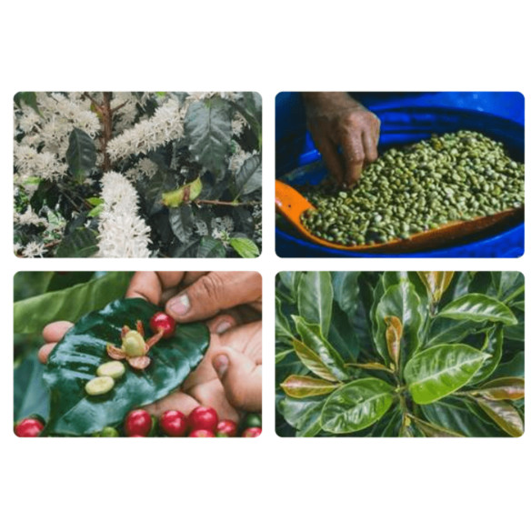 Monteblanco Caturra ‘Passionfruit’ – Colombia 125g