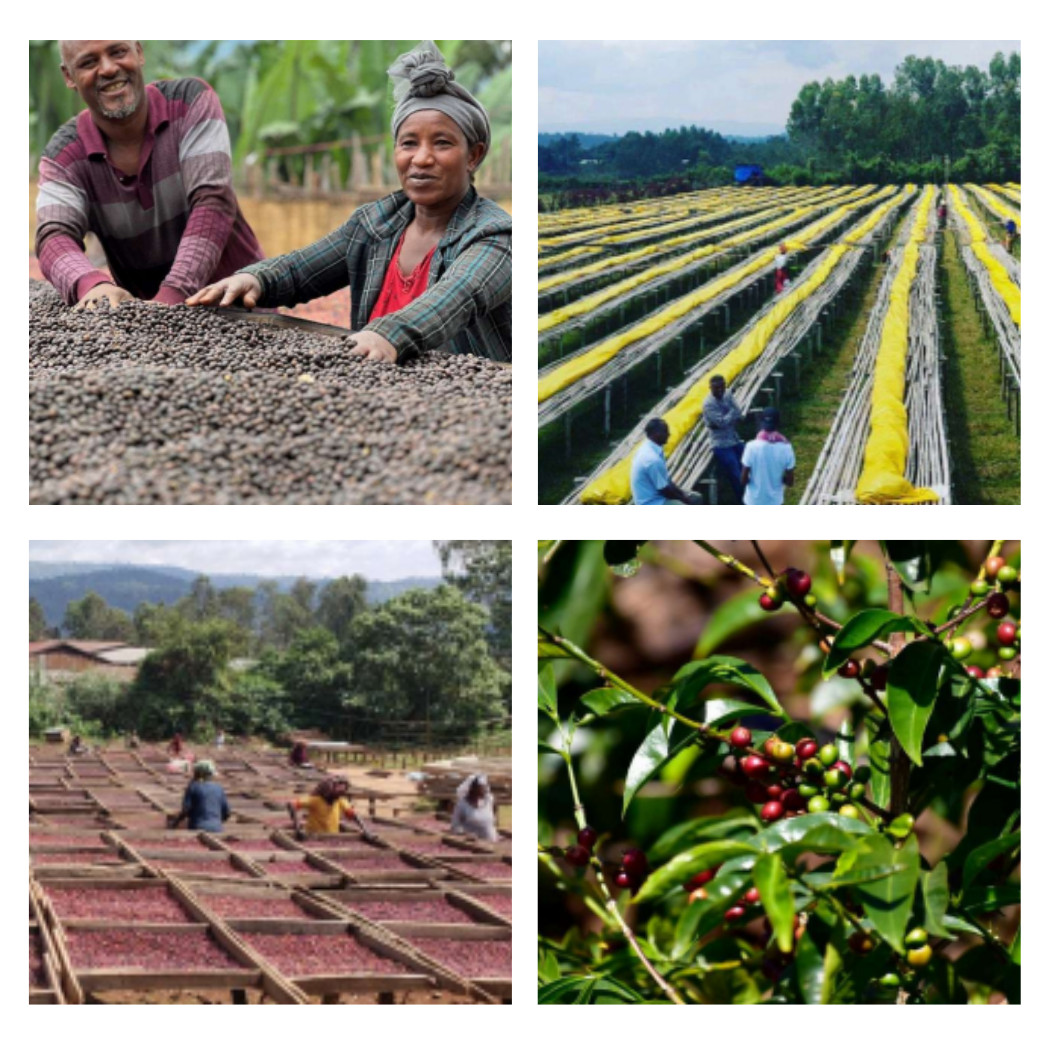 Etiyopya Yirgacheffe Cherry – 125g