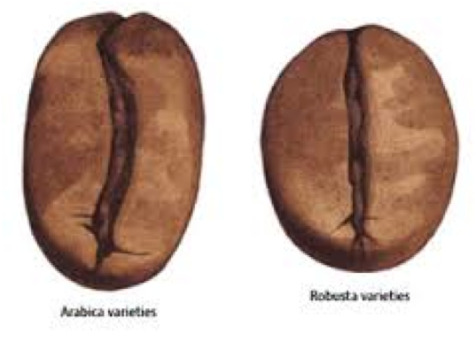 arabica vs robusta