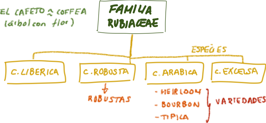 diferencia entre robusta y arabica