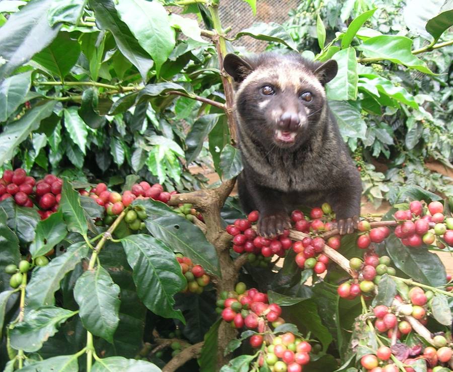 kopi luwak mas caro del mundo