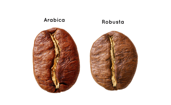 Differences Between Arabica and Robusta Coffee