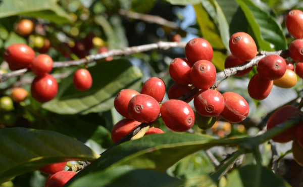 Varieties and Types of the Coffee Plant