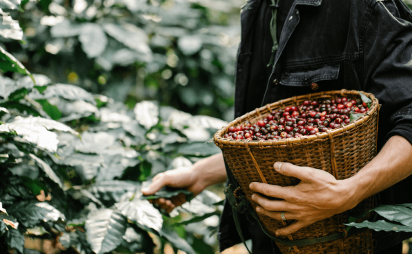 Café Ecológico en Grano | Todo lo que necesitas saber