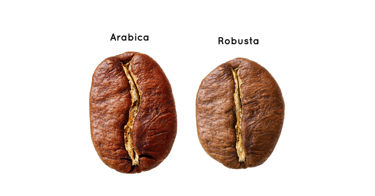 Diferencias entre cafés arábicas y robustas