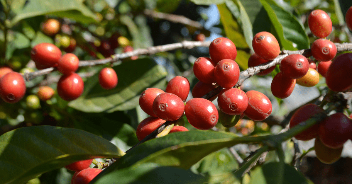 Varieties and Types of the Coffee Plant