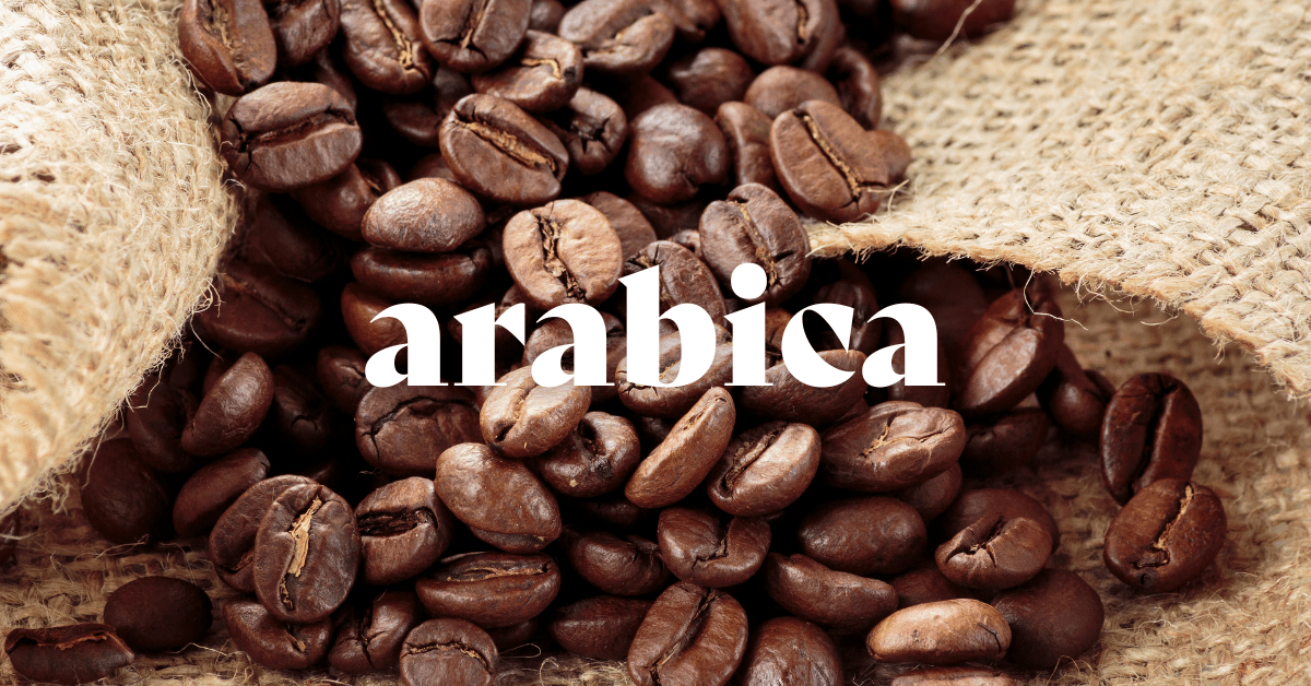  What is Arabica Coffee?