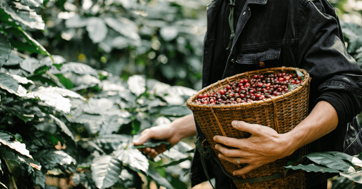 Café Ecológico en Grano | Todo lo que necesitas saber